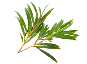 Tea Tree Essential Oil Image